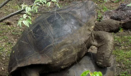 mating tortoises at San Cristobal tortoise preserve