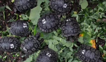 giant tortoise hatchlings