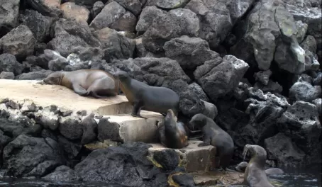 sea lions take over the landing