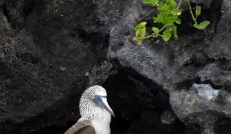 blue-footed booby, Isla Lobos