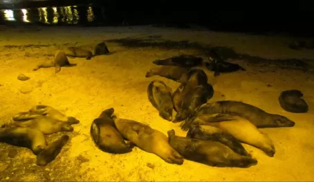 sea lion sleepover at Puerto Baquerizo Morena