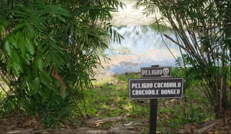 Crocodile Alert in Tikal