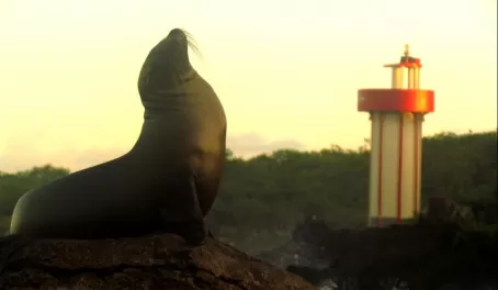 Sunrise sea lion