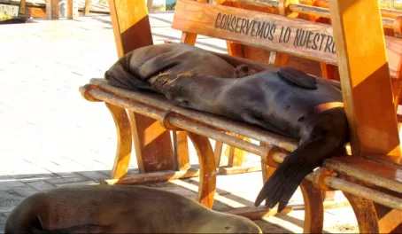 lounging sea lions