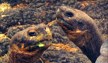 venerable tortoises