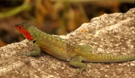 female lava lizard