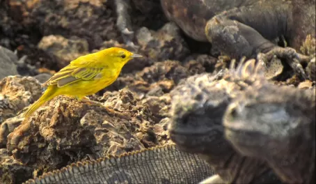Yellow warbler on the rocks