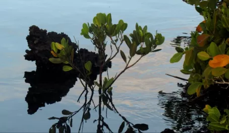 Mangrove reflection