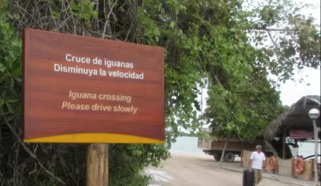iguana crossing