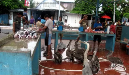 Puerto Ayora fish cleaning station