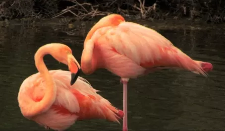 Flamingos on Rabida