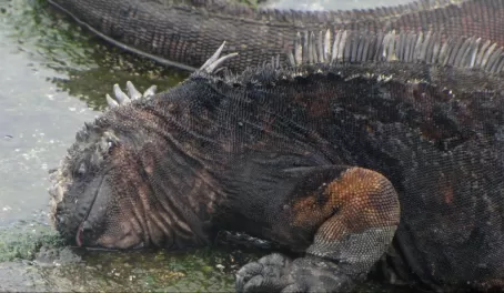iguana eating algae