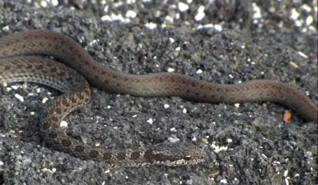 Galapagos snake