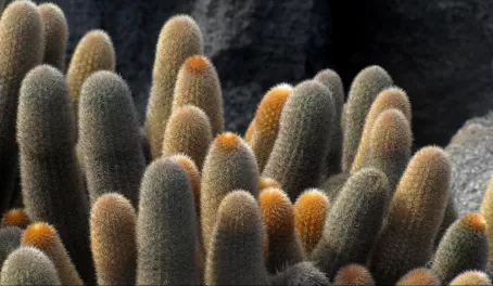 Lava cactus on Fernandia Island