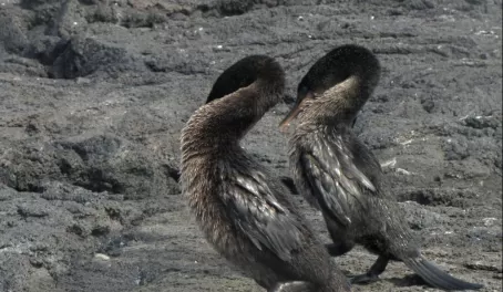 flightless cormorants dance