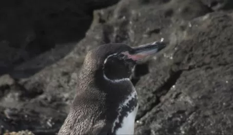 Galapagos penguin, Tagus Cove