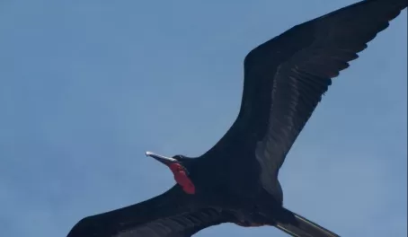male frigatebird flyover