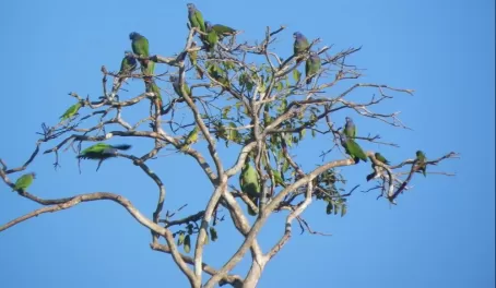 The "leaves of the tree" are blue-headed parrots
