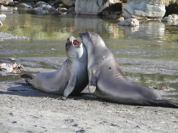 Seals battling