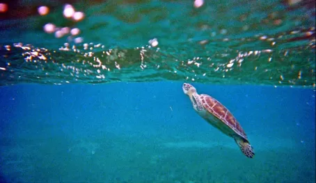 Sea turtles await!