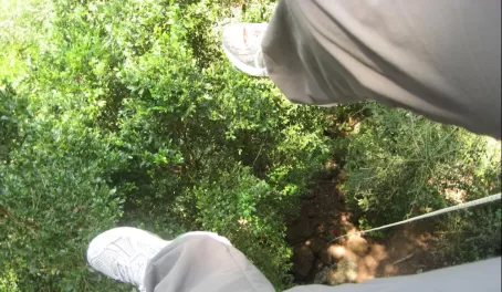 A bird's eye view of the Belizean rainforest while rappelling in to the Black Hole 