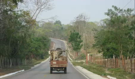 Moving cattle, Belize style. 