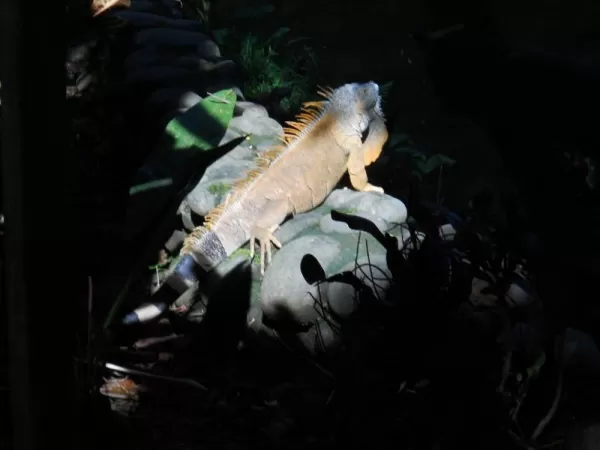 Iguana - Toruguero