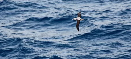 Bird watching in the Drake Passage (Albatross)