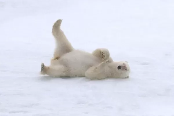 A polar bear rolls around in the snow