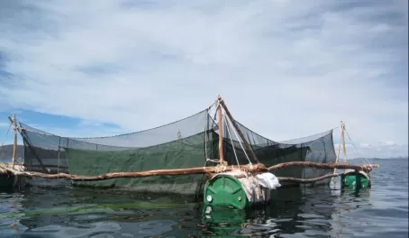 Lake Titicaca fish farm