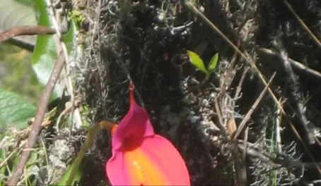 Hung over a cliff to shoot this Waqanki Orchid -Machu Picchu