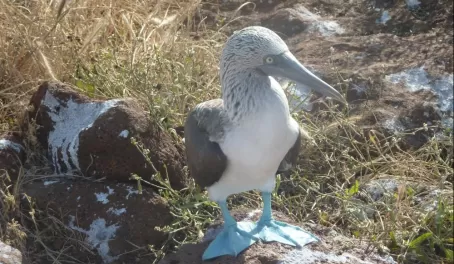 blue footed booby, wildlife