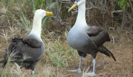 A pair of talking albatross