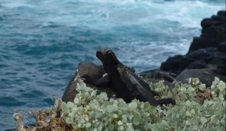 Marine Iguana taking in the view of the Galapagos