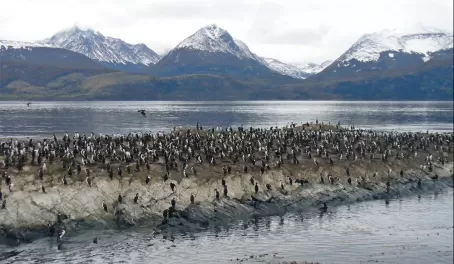 Cormorants along the shore