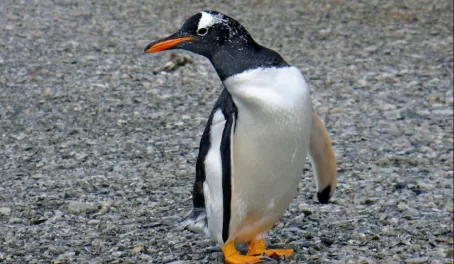 A gentoo penguin