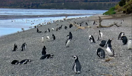 Penguins on the shore