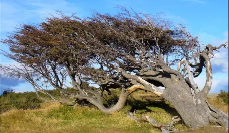 A very windblown tree