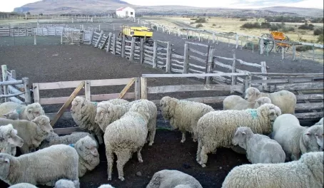 Sheep on a ranch