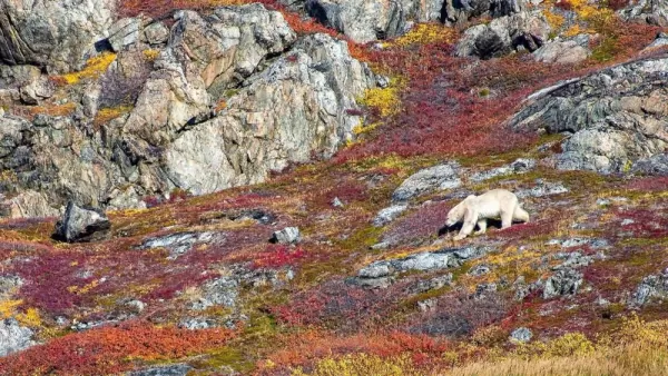 Polar bear in the coast of Labrador