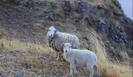 sheep herding.