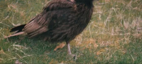 Striated Caracara, a carrion eating bird