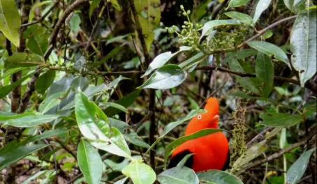 Peru's national bird
