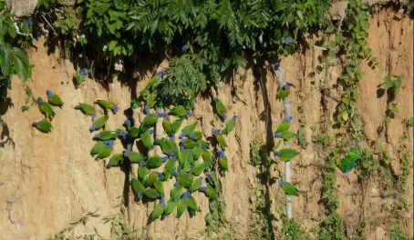 Those blue-headed parrots sure love clay