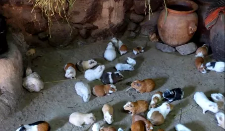 how can so many guinea pigs live in one house?