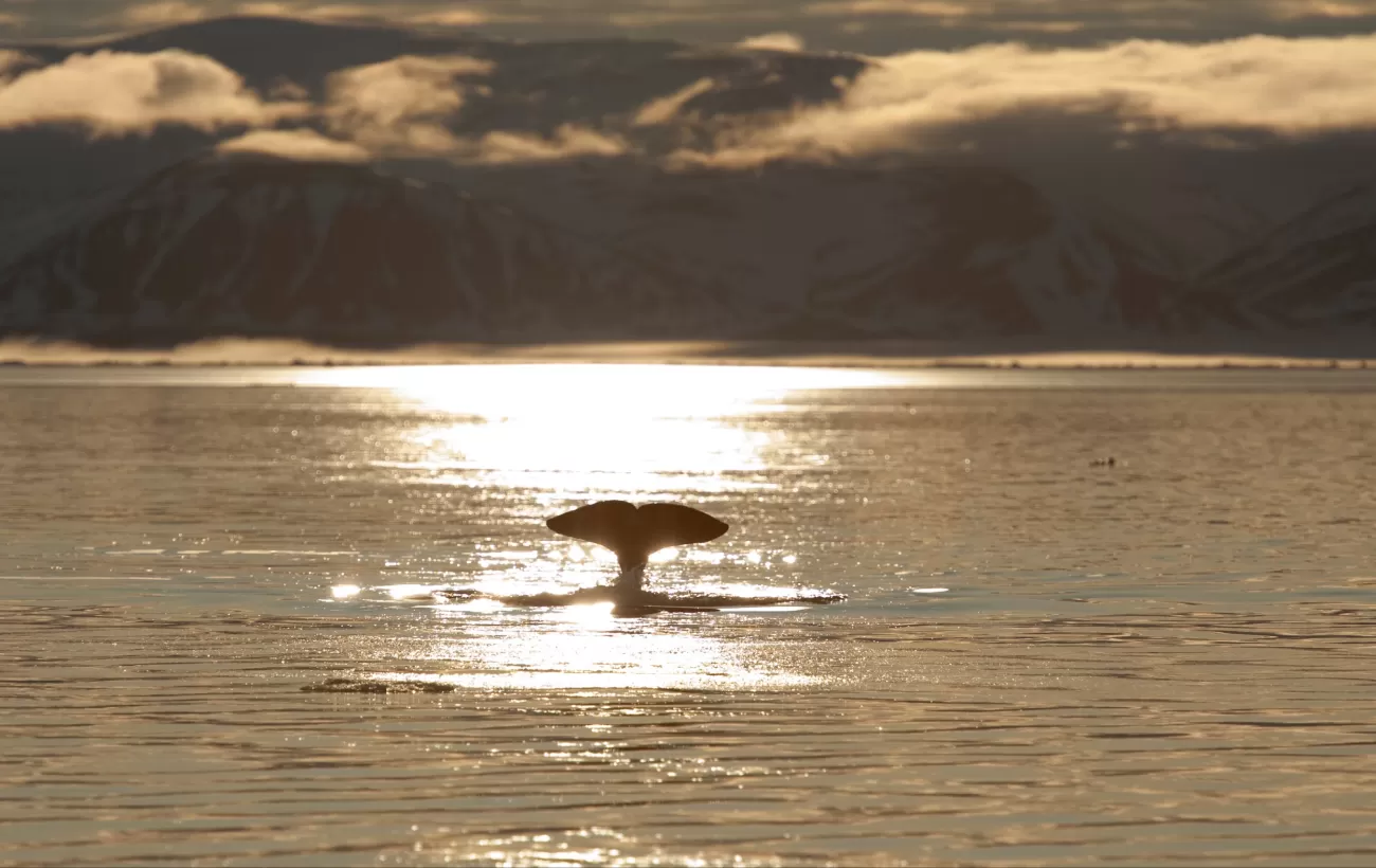 Whale fluke at sunset