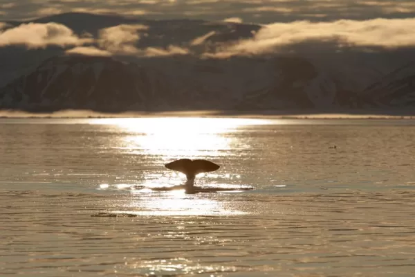 Whale fluke at sunset