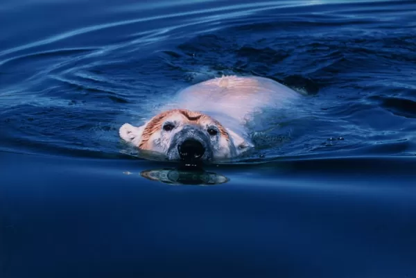 A polar bear swims in Arctic waters