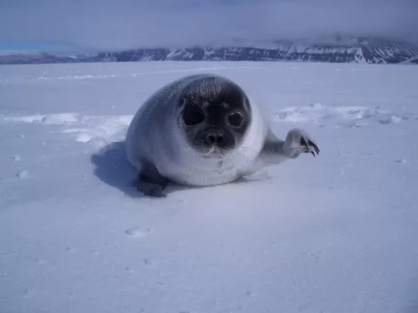 A seal pup waves to the camera