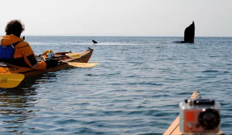 Sea kayaking with whales off the coast of the Peninsula Valdes